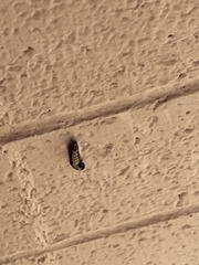 Phryganidia californica