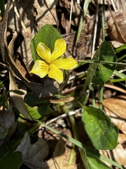 Viola praemorsa linguifolia