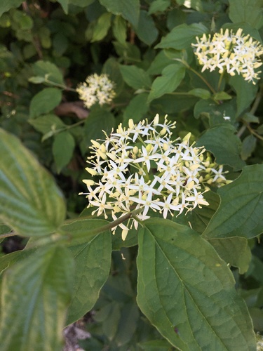 svíb krvavý (Cornus sanguinea)