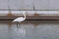 Ardea alba