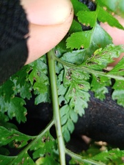 Microlepia strigosa