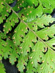 Microlepia strigosa