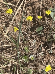 Odontarrhena obovata