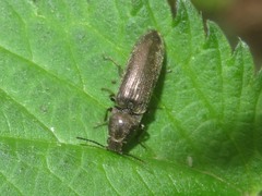 Cidnopus aeruginosus
