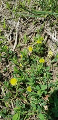 Trifolium campestre