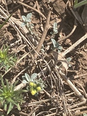 Odontarrhena obovata