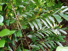 Caryota maxima