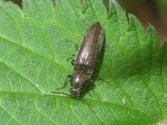Cidnopus aeruginosus