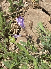 Astragalus angarensis
