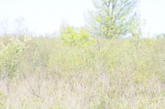 Cistothorus stellaris