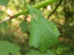 Phyllonorycter lantanella