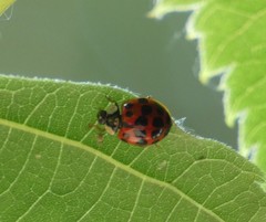 Harmonia axyridis
