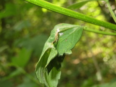 Phyllonorycter lantanella
