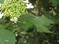 Phyllonorycter lantanella