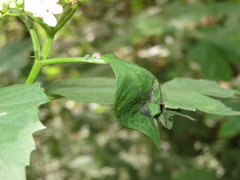 Phyllonorycter lantanella