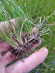 Rhynchospora pleiantha