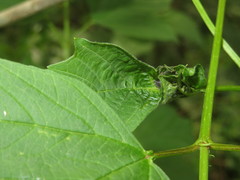 Phyllonorycter lantanella