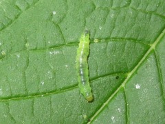 Phyllonorycter lantanella
