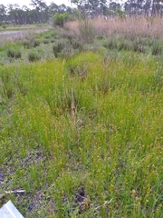 Rhynchospora pleiantha