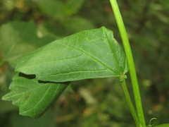Phyllonorycter lantanella