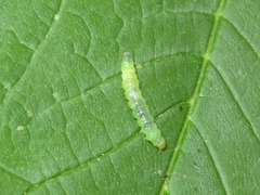 Phyllonorycter lantanella