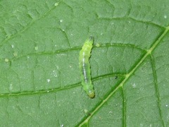 Phyllonorycter lantanella