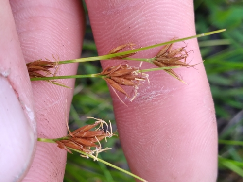 Image of Rhynchospora pleiantha by (c) Scott Ward, some rights reserved (CC BY)