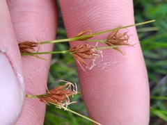 Rhynchospora pleiantha