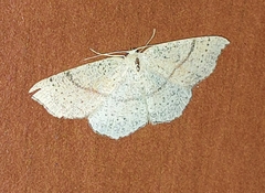 Cyclophora punctaria