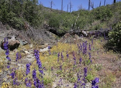Delphinium uliginosum