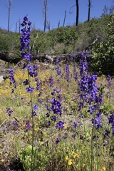 Delphinium uliginosum