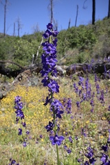 Delphinium uliginosum
