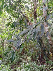 Ficus sinuata