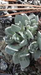 Physaria didymocarpa