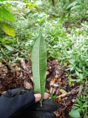 Ficus sinuata