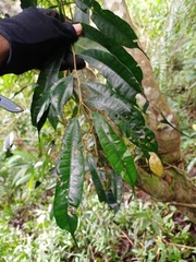 Ficus sinuata