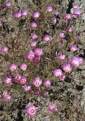 Clarkia gracilis tracyi