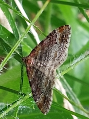 Xanthorhoe spadicearia