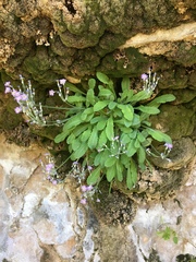 Primula specuicola