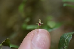 Platystele rhinocera