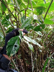 Elaeagnus conferta
