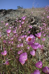 Clarkia gracilis tracyi
