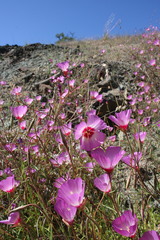 Clarkia gracilis tracyi
