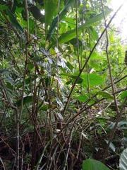 Elaeagnus conferta