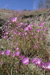 Clarkia gracilis tracyi