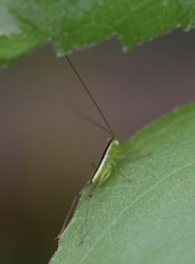 Conocephalus brevipennis
