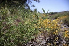 Astragalus clevelandii