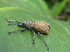 Cleistolophus similis