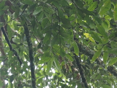 Castanopsis acuminatissima