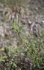 Astragalus clevelandii